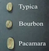 人工培育咖啡品种Pacamara 帕卡玛拉起源及获奖介绍