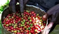 咖啡的发源地 | 认识埃塞俄比亚的生豆