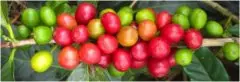 哥斯达黎加 莫札特 红蜜处理精品咖啡豆风味口感香气描述