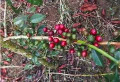 哥斯达黎加 托布什庄园 艺伎 水洗精品咖啡生豆风味口感香气描述