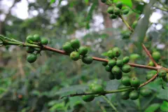 萨尔瓦多 圣伊莲娜庄园 波本 日晒咖啡豆风味口感香气描述