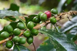 巴拿马摩根庄园咖啡种植产地介绍 摩根家族瑰夏咖啡豆风味特点
