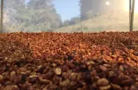 哥斯达黎加西部山谷茶柚庄园黑蜜Black Honey波旁Bourbon