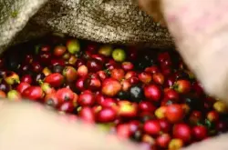 危地马拉安提瓜咖啡特色，危地马拉产区的风味和特点