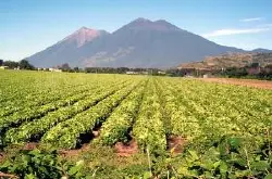 危地马拉拉米尼塔花神咖啡豆品质风味口感介绍 安提瓜咖啡豆产量