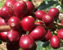只有来自布酷阿布拉Buku Abel庄园的日晒咖啡才是西达摩花魁
