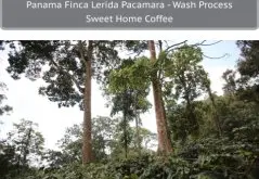巴拿马 蕾里达庄园 PACAMARA 水洗帕卡马拉咖啡风味口感香气描述