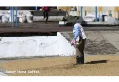 苏门答腊 林东 曼特宁 稀有“水洗”处理咖啡风味口感香气描述