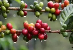 欢迎光临瑰夏咖啡豆的世界，凌驾于这个世界上所有咖啡的瑰夏