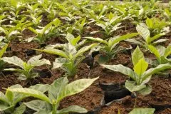 咖啡豆种植条件 在家里种植咖啡