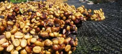 蜜处理的哥斯达黎加 蜜处理不同的分类和识别