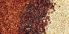罗布斯塔和阿拉比卡咖啡豆口感种植风味的区别