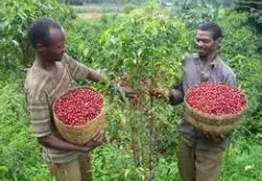 埃塞俄比亚水洗西达摩G1谷吉区 罕贝拉镇咖啡风味口感香气描述