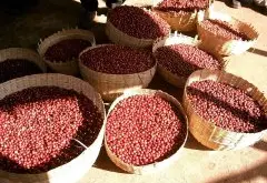 埃塞俄比亚 日晒耶加雪菲G1 科契尔镇 柯瑞处理厂咖啡风味描述