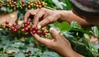 埃塞俄比亚日晒西达摩G1谷吉 夏奇索 吉格莎处理厂咖啡风味描述