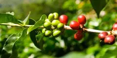 埃塞俄比亚 日晒西达摩G1谷吉产区狮子王咖啡风味口感香气描述