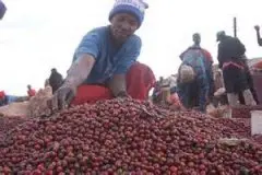 肯尼亚咖啡豆等级划分制度介绍 肯尼亚AA TOP咖啡是什么