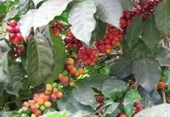 危地马拉安提瓜花神-贝拉卡摩娜庄园100%波旁种咖啡风味口感描述