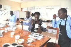 让你印象深刻的咖啡，超有个性的刚果咖啡竞标批次