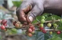 埃塞俄比亚的咖啡交易制度︱ ECX 交易制度