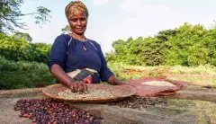 非洲精品咖啡特点庄园风味口感冲煮方式介绍