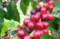 卢旺达红波旁咖啡风味种植庄园环境冲煮方法介绍