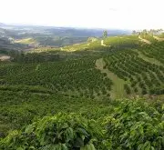 哥斯达黎加咖啡风味特征描述环境介绍 精益求精的哥斯达黎加咖啡