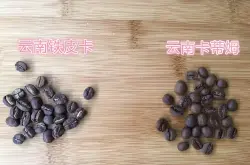生豆档案 | 云南小粒咖啡云南铁皮卡Typica精品咖啡豆