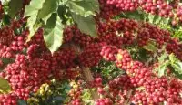 东非坦桑尼亚咖啡等级分级来源种植风味口感介绍