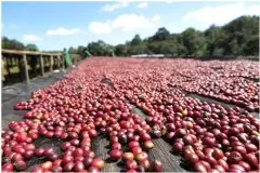 埃塞俄比亚耶加雪菲产区歌迪贝(Gedeb) 产区咖啡豆风味介绍