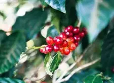 巴拿马波奎特产区花蝴蝶水洗（70%瑰夏）单品咖啡风味口感介绍