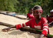 哥斯达黎加塔拉珠生态处理厂黄金塔拉珠红蜜咖啡风味口感香气描述