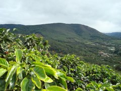 哥斯达黎加塔拉珠伏流微处理场多塔之巅庄园日晒咖啡豆种植处理