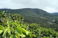 哥斯达黎加塔拉珠伏流微处理场多塔之巅庄园日晒咖啡豆种植处理