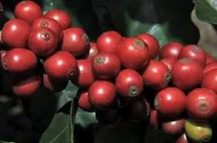 哥斯达黎加 唐梅奥处理厂美景庄园日晒咖啡风味获奖情况介绍