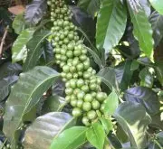 哥斯达黎加托布什庄园TABLON卡杜艾蜜处理咖啡种植情况风味介绍