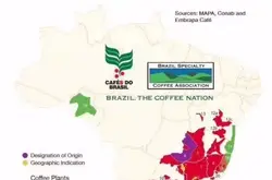 生豆档案生豆批发巴西咖啡产区巴西果胶日晒咖啡豆