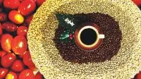 咖啡中的“劳斯莱斯”—台湾咖啡的产销特性以及产地信息介绍