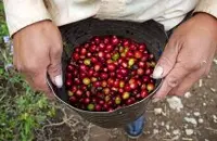 洪都拉斯研发新品种-圣文森处理厂厄瓜多小农Pacas+IH90咖啡介绍
