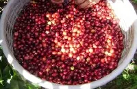 哥伦比亚咖啡西萨省小熊处理场产地信息铁比卡种水洗咖啡风味特点