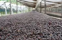 哥伦比亚娜玲珑省（Narino）产区圣文森咖啡农场产地信息风味特点