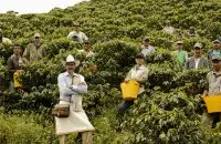 哥伦比亚安提奥基亚省海莱拉咖啡庄园产地信息咖啡风味特点介绍