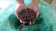 巴西喜拉朵水蒸气特殊处理红糖蕃薯风味咖啡豆产地信息处理法介绍