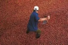 哥伦比亚慧兰·勒柳莎庄园精品咖啡介绍