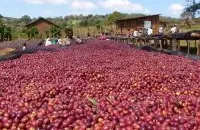 哥伦比亚精品咖啡豆历史起源 四大庄园基本信息介绍