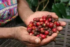 尼加拉瓜COE第3名米耶瑞诩家族奇迹庄园蜜处理爪哇尼卡咖啡风味