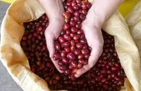 得天独厚的危地马拉咖啡产区-微微特南果有什么特别之处？