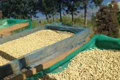 埃塞俄比亚耶加科契尔红樱桃计划 Reko水洗咖啡风味特点产地信息