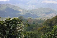 拉米妮塔集团的花神咖啡 安提瓜顶级的精品咖啡风味介绍