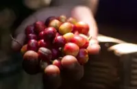 危地马拉最为著名的咖啡豆 薇薇特南果可以和安提瓜相提并论